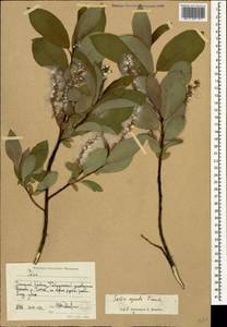 Salix apoda Trautv., Caucasus, Stavropol Krai, Karachay-Cherkessia & Kabardino-Balkaria (K1b) (Russia)