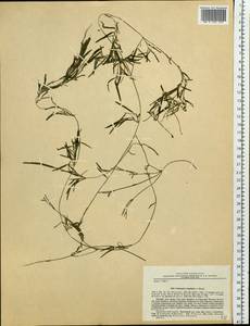 Potamogeton maackianus A.Benn., Siberia, Russian Far East (S6) (Russia)