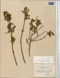 Lonicera altmannii Regel & Schmalh., Middle Asia, Northern & Central Tian Shan (M4) (Kazakhstan)