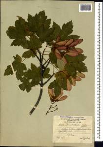 Acer heldreichii subsp. trautvetteri (Medvedev) A. E. Murray, Caucasus, South Ossetia (K4b) (South Ossetia)