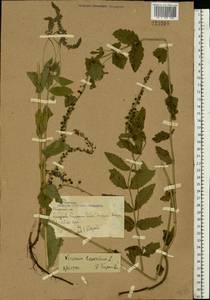 Veronica teucrium L., Eastern Europe, Rostov Oblast (E12a) (Russia)