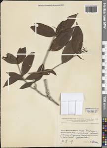 Magnoliopsida, South Asia, South Asia (Asia outside ex-Soviet states and Mongolia) (ASIA) (China)