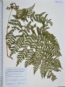 Dryopteris goeringiana (Kunze) Koidz., Siberia, Russian Far East (S6) (Russia)