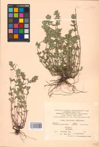 MHA 0 156 551, Clinopodium acinos (L.) Kuntze, Eastern Europe, North Ukrainian region (E11) (Ukraine)