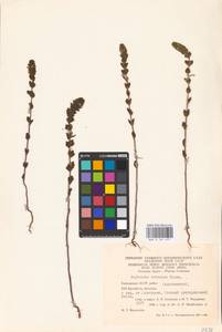 MHA 0 161 677, Euphrasia pectinata Ten., Eastern Europe, Eastern region (E10) (Russia)