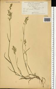 Poa compressa L., Eastern Europe, Central forest-and-steppe region (E6) (Russia)