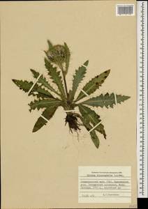 Cirsium rhizocephalum C. A. Mey., Caucasus, Stavropol Krai, Karachay-Cherkessia & Kabardino-Balkaria (K1b) (Russia)