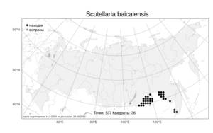 Scutellaria baicalensis Georgi, Atlas of the Russian Flora (FLORUS) (Russia)