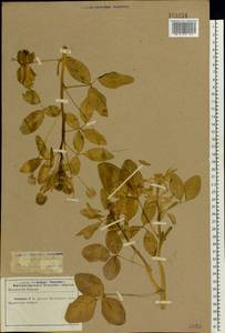 Trigonella caerulea (L.) Ser., Eastern Europe, North Ukrainian region (E11) (Ukraine)