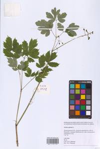 Actaea spicata L., Eastern Europe (no precise locality) (E0)