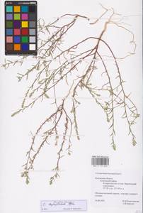 Corispermum pallasii Steven, Eastern Europe, Central region (E4) (Russia)