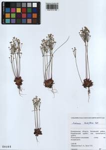 Androsace lactiflora Fisch. ex Willd., Siberia, Altai & Sayany Mountains (S2) (Russia)