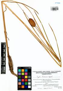 Typha laxmannii Lepech., Siberia, Baikal & Transbaikal region (S4) (Russia)
