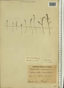 Mentha micrantha (Fisch. ex Benth.) Haw. ex Schult. & Schult.f., Eastern Europe, Lower Volga region (E9) (Russia)