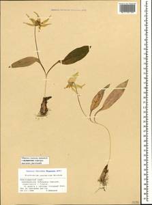 Erythronium caucasicum Woronow, Caucasus, Black Sea Shore (from Novorossiysk to Adler) (K3) (Russia)