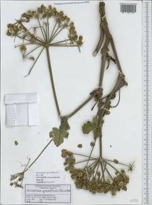 Heracleum grandiflorum Steven ex M. Bieb., Caucasus, Dagestan (K2) (Russia)