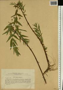 Gratiola officinalis L., Eastern Europe, Central region (E4) (Russia)