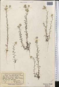 Filago pyramidata L., Middle Asia, Karakum (M6) (Turkmenistan)