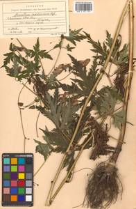 Aconitum raddeanum Regel, Siberia, Russian Far East (S6) (Russia)