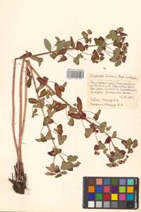Euphorbia lucorum Rupr., Siberia, Russian Far East (S6) (Russia)