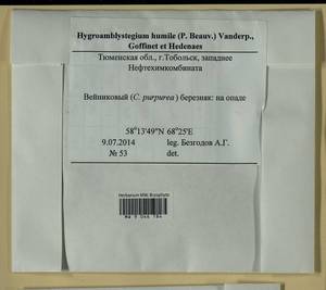 Hygroamblystegium humile (P. Beauv.) Vanderp., Hedenäs & Goffinet, Bryophytes, Bryophytes - Western Siberia (including Altai) (B15) (Russia)