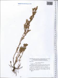 Artemisia austriaca Jacq., Middle Asia, Northern & Central Kazakhstan (M10) (Kazakhstan)