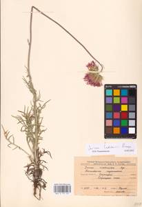 Jurinea ledebourii Bunge, Eastern Europe, Central forest-and-steppe region (E6) (Russia)