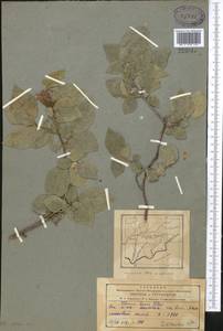 Ulmus minor Mill., Middle Asia, Pamir & Pamiro-Alai (M2) (Tajikistan)