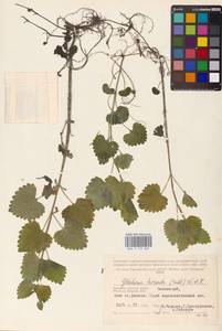 MHA 0 155 807, Glechoma hederacea L., Eastern Europe, Western region (E3) (Russia)