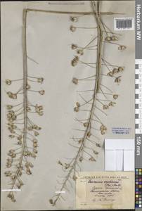 Eremurus soogdianus (Regel) Benth. & Hook.f., Middle Asia, Western Tian Shan & Karatau (M3) (Kyrgyzstan)