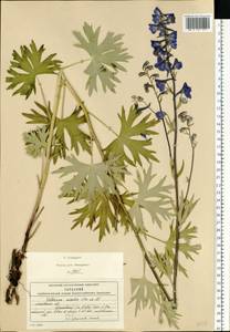 Delphinium cuneatum Stev. ex DC., Eastern Europe, Moscow region (E4a) (Russia)