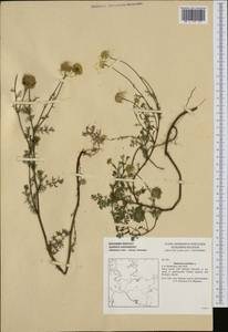 Tripleurospermum maritimum (L.) W. D. J. Koch, Western Europe (EUR) (Germany)