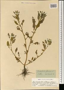 Oxybasis glauca (L.) S. Fuentes, Uotila & Borsch, Mongolia (MONG) (Mongolia)