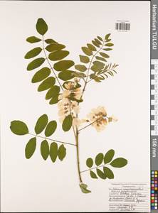 Robinia pseudoacacia L., Eastern Europe, Central region (E4) (Russia)