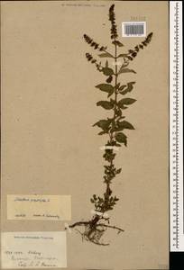 Mentha × piperita L., Caucasus, Armenia (K5) (Armenia)