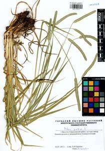 Phleum pratense L., Siberia, Baikal & Transbaikal region (S4) (Russia)