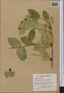 Lonicera etrusca Santi, America (AMER) (Canada)