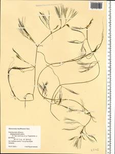 Ranunculus kauffmanii P. Clerc, Eastern Europe, Western region (E3) (Russia)