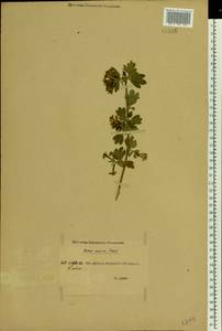 Ribes aureum Pursh, Eastern Europe, Rostov Oblast (E12a) (Russia)