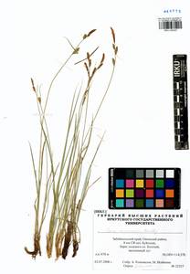 Carex erawinensis Korotky, Siberia, Baikal & Transbaikal region (S4) (Russia)