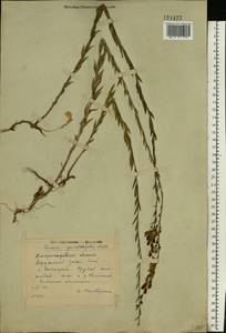 Linaria genistifolia (L.) Mill., Eastern Europe, South Ukrainian region (E12) (Ukraine)