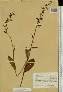 Platanthera mandarinorum Rchb.f., Siberia, Russian Far East (S6) (Russia)