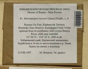 Bartramiopsis lescurii (James) Kindb., Bryophytes, Bryophytes - Russian Far East (excl. Chukotka & Kamchatka) (B20) (Russia)