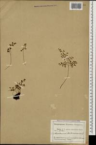 Asplenium ruta-muraria L., Caucasus, Abkhazia (K4a) (Abkhazia)