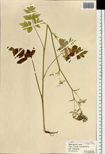 Angelica czernaevia (Fisch. & C. A. Mey.) Kitag., Siberia, Russian Far East (S6) (Russia)