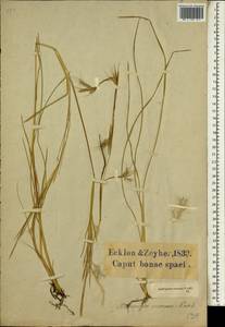 Andropogon eucomus Nees, Africa (AFR) (South Africa)