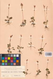 Primula nutans Georgi, Siberia, Russian Far East (S6) (Russia)