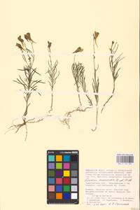 MHA 0 159 324, Linaria macroura (M. Bieb.) M. Bieb., Eastern Europe, Lower Volga region (E9) (Russia)