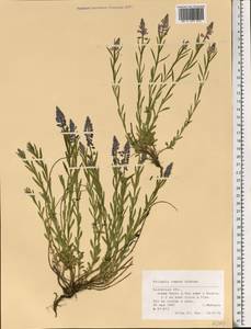 Polygala comosa Schkuhr, Eastern Europe, Central region (E4) (Russia)