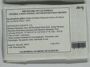Bucklandiella affinis (Schleich. ex F. Weber & D. Mohr) Bedn.-Ochyra & Ochyra, Bryophytes, Bryophytes - America (BAm) (United States)